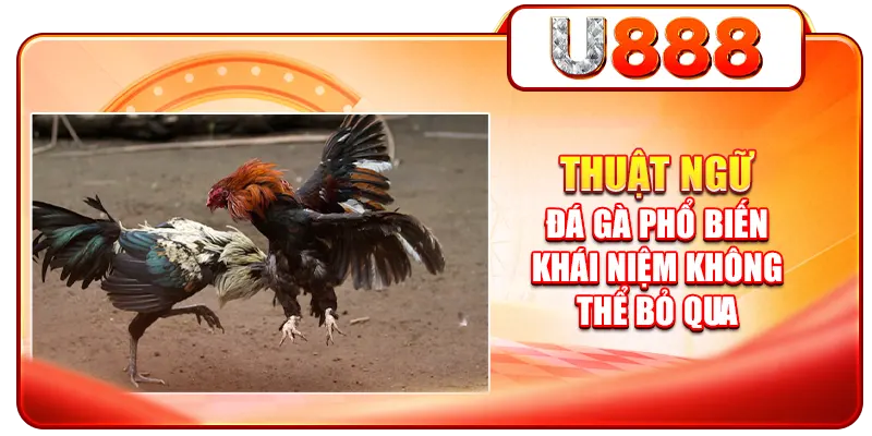 Thuật Ngữ Đá Gà Phổ Biến - Khái Niệm Không Thể Bỏ Qua